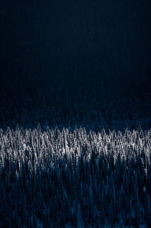 aerial photography of snow-capped trees, photo of snow-coated pine trees HD wallpaper