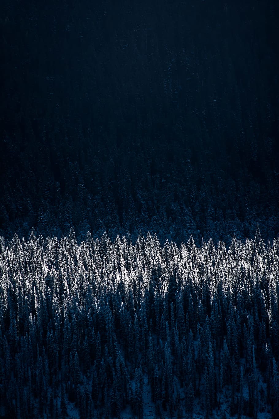 aerial photography of snow-capped trees, photo of snow-coated pine trees HD wallpaper