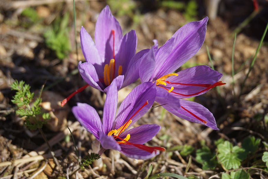 saffron, crocus sativus, harvest, flowers of saffron, fall, HD wallpaper
