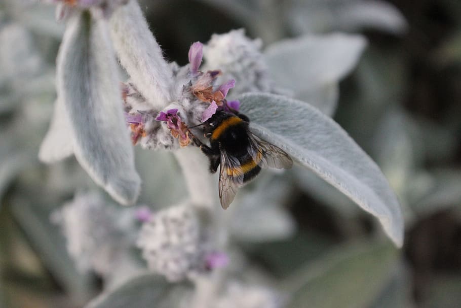 bee, flower, grey, animal themes, one animal, insect, invertebrate HD wallpaper