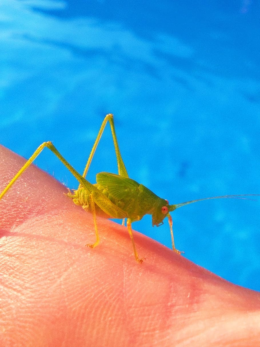 grasshopper, lobster, small, tiny, green grasshopper, human body part HD wallpaper