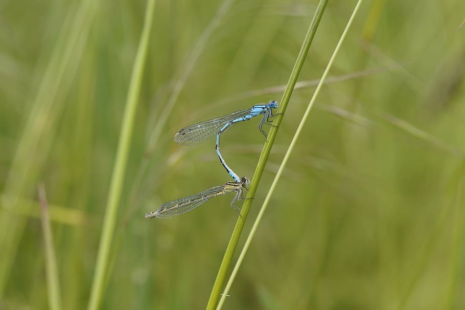 dragonfly, males, insect, small, blue, bins dragonfly, reed HD wallpaper