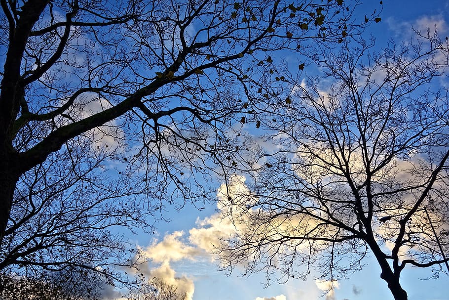 tree, tree tops, branch, bare tree, winter tree, silhouette HD wallpaper
