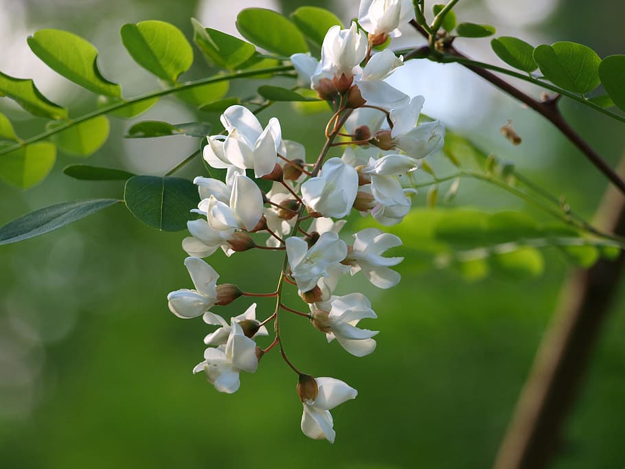 bush, blossom, bloom, spring, nature, flowering shrub, close HD wallpaper