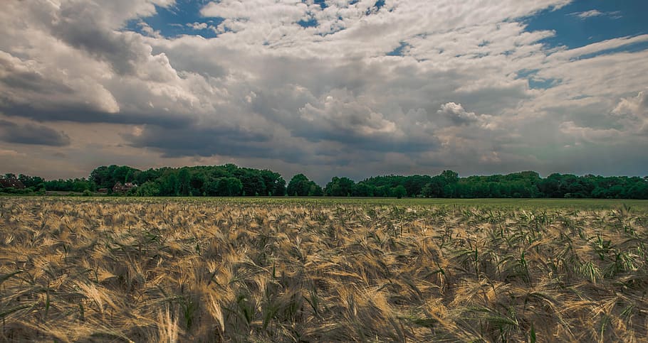 wheat, field, germany, summer, agriculture, harvest, rural HD wallpaper