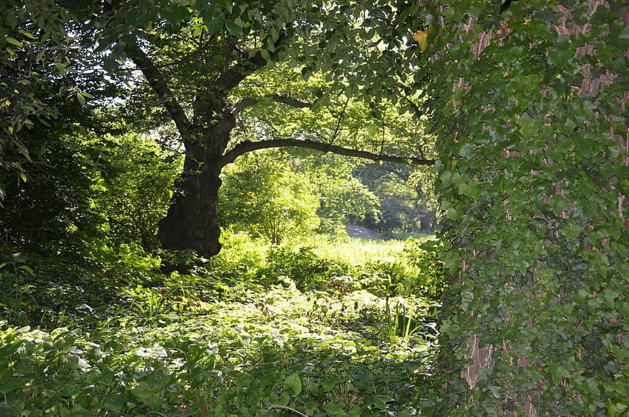 park, green, nature, plant, tree, growth, green color, beauty in nature HD wallpaper