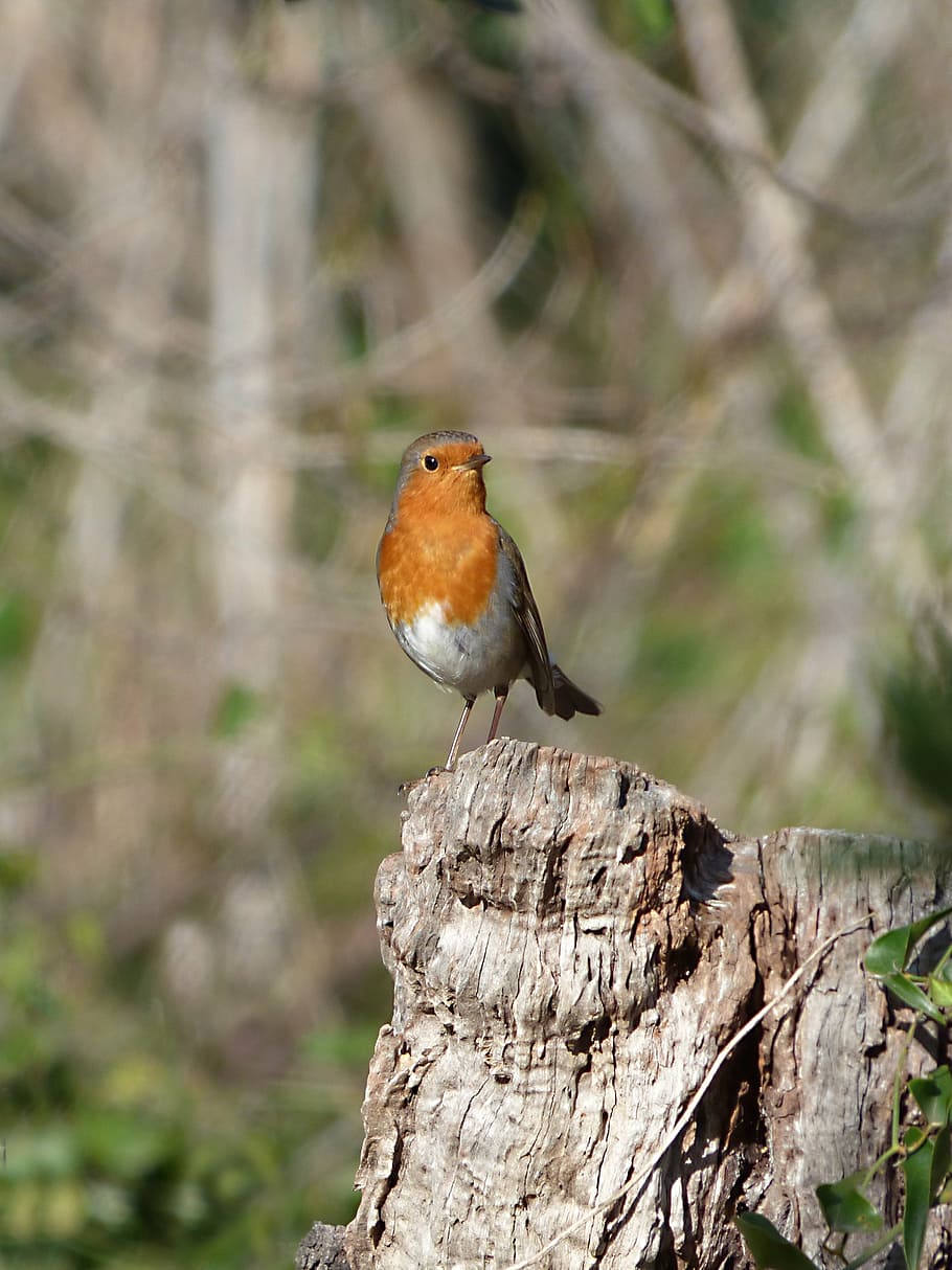 robin, trunk, pit-roig, bird, one animal, perching, animal wildlife HD wallpaper
