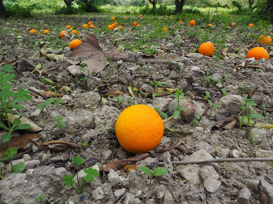 orange, fruit, ripe, windfall, citrus fruit, healthy, vitamins HD wallpaper