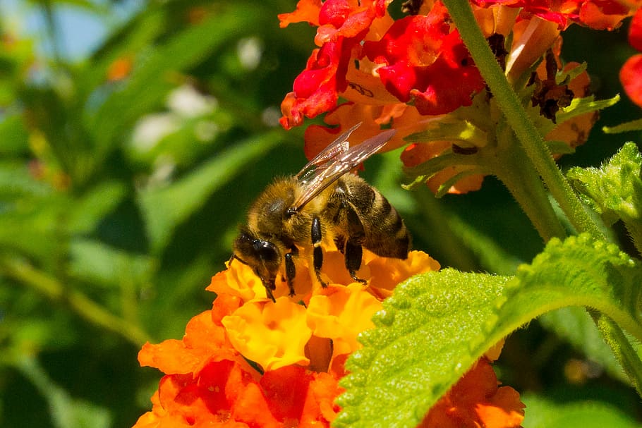 bee, blossom, bloom, flower, nature, summer, sprinkle, insect HD wallpaper