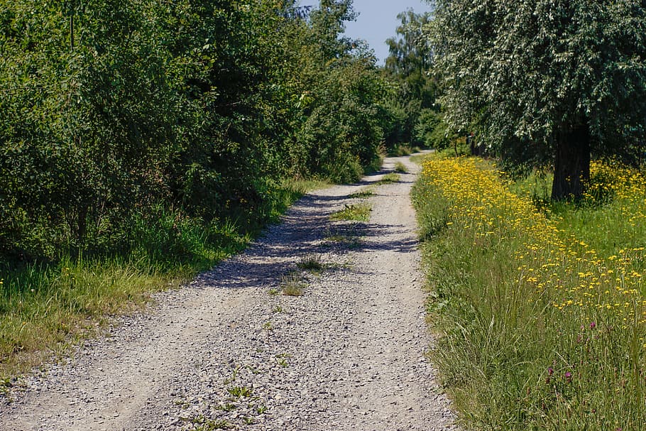 way, tree, flowers, shoulder, dirt road, sunny day, summer HD wallpaper