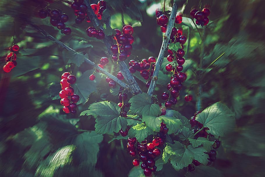 currant, nature, vegetable garden, plant, growth, freshness HD wallpaper