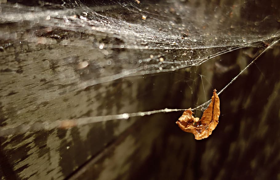 Web, Spider, Spider Web, Gossamer, Work, spider-work, water drop HD wallpaper