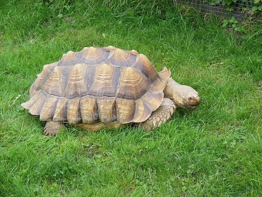 Tortoise, Pet, Turtle, Nature, Shell, slow, reptile, animal HD wallpaper