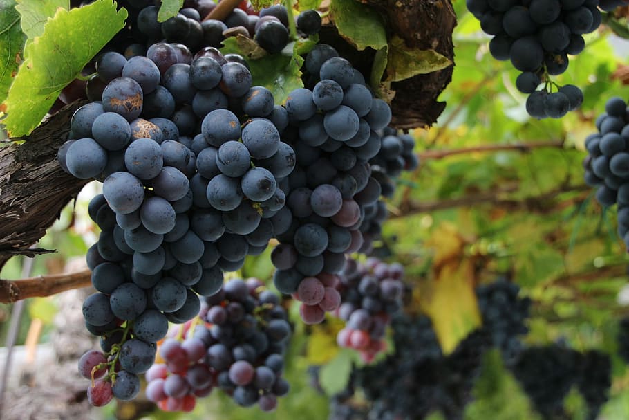 shallow focus photo of bunch of grapes, wine, red grapes, winegrowing