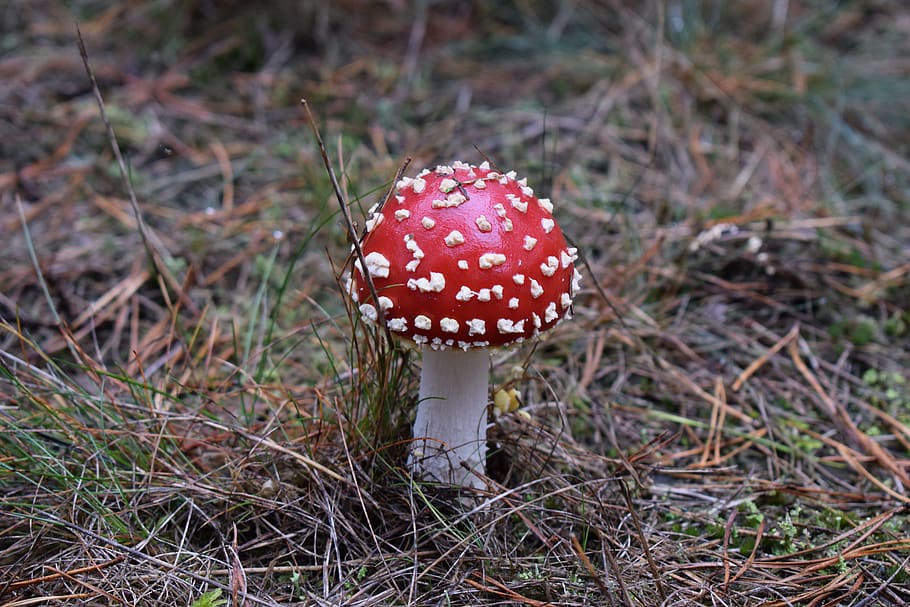 mushroom, nature, forest, fungus, vegetable, fly agaric mushroom HD wallpaper