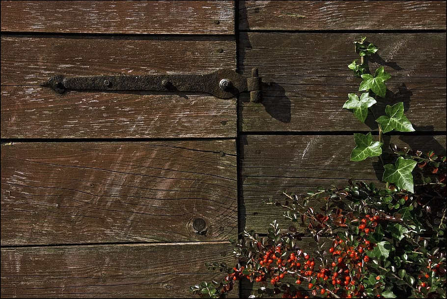 wood, hinge, ivy, wood - material, no people, close-up, full frame HD wallpaper