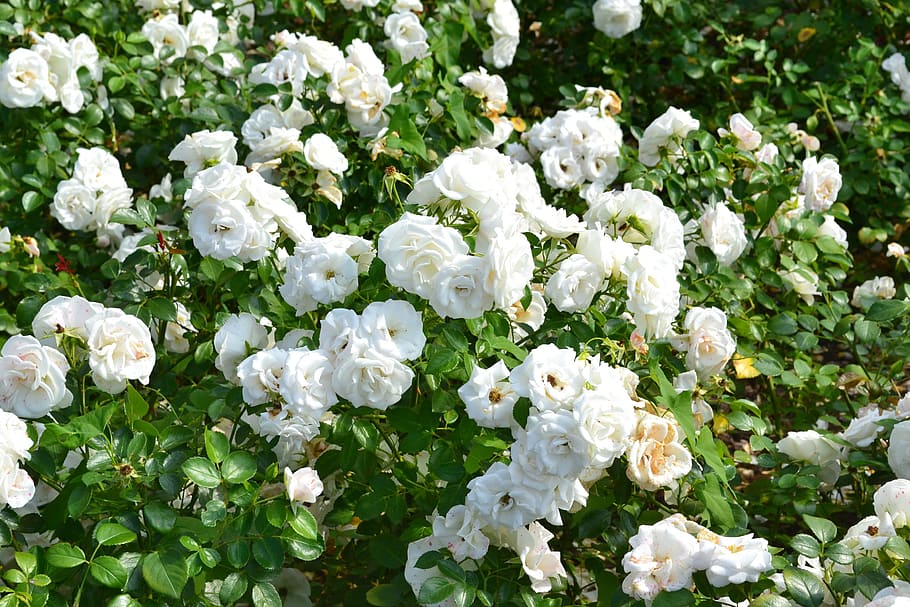 white roses in bloom, pink, white petals, nature, rosebush, flowering plant, HD wallpaper