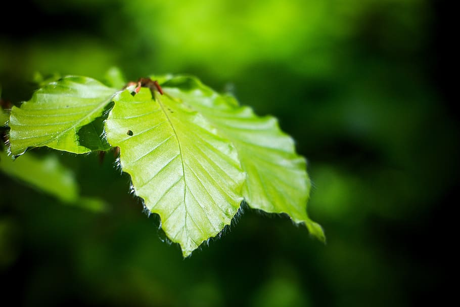 leaf, green, green leaf, forest, close up, plant part, green color HD wallpaper