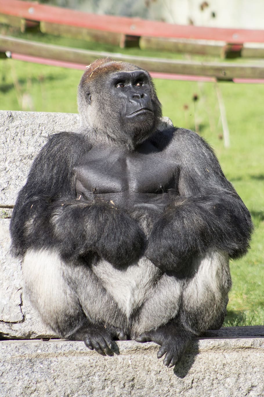 black and white gorilla, Silverback, Wild, Animal, Ape, primate HD wallpaper