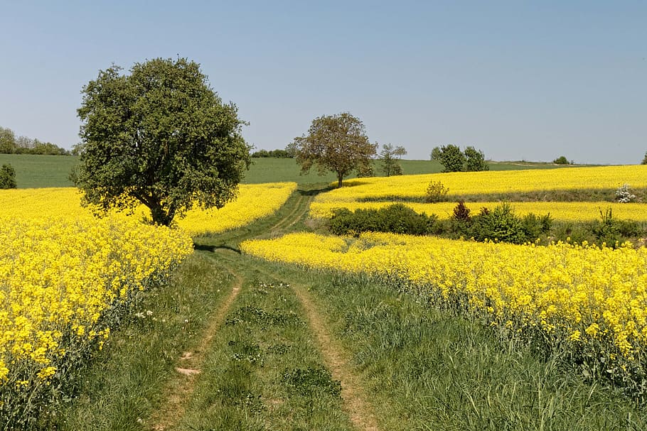 oilseed rape, landscape, rape blossom, plant, yellow, beauty in nature HD wallpaper