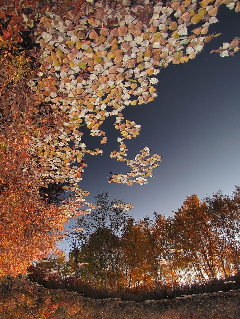 autumn, fallen foliage, water, reflection, lake, road, yellow leaves HD wallpaper