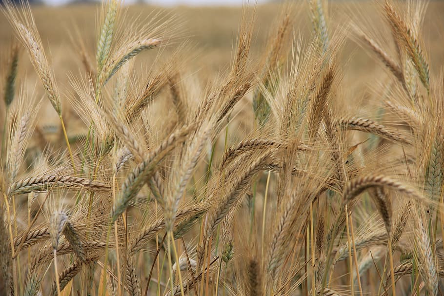 Wheat, Earth, Access, summer, agriculture, nature, cereal Plant HD wallpaper