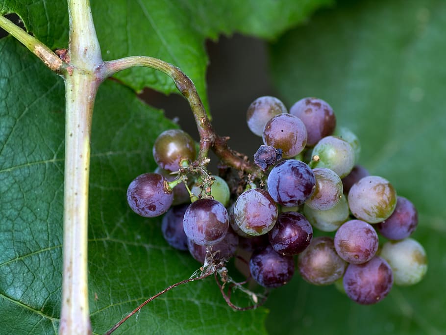 grape, grapes, fruits, blue, vine, mature, red, food and drink