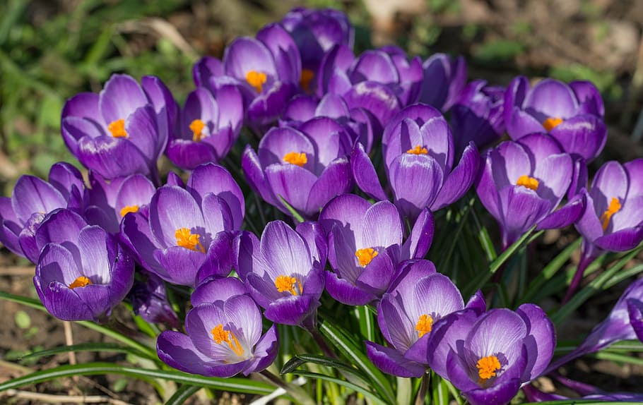 crocus, blossom, bloom, spring, flower, spring flower, purple HD wallpaper