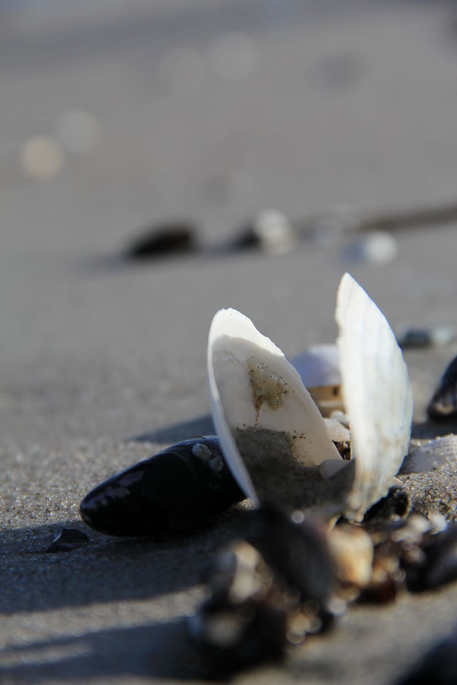 beach, shell, summer, sea, sand, seashell, baltic sea, pebbles HD wallpaper