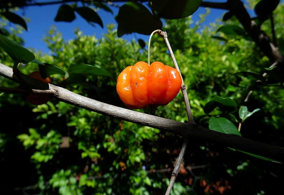 pitangueira, tree, cherry, fruit, nature, plant, food, food and drink HD wallpaper