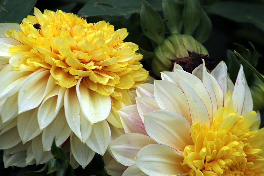 flower, nature, flora, garden, summer, blooming, floral, flowering plant HD wallpaper