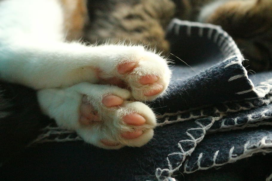 Cat, Paws, Kitten, Mackerel, paw print, close, fur, fluffy HD wallpaper