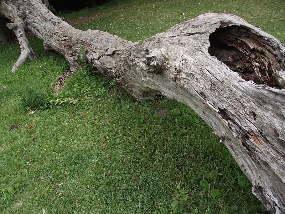 Fallen, Dead Wood, Dead Tree, weather, natural, log, fallen log HD wallpaper