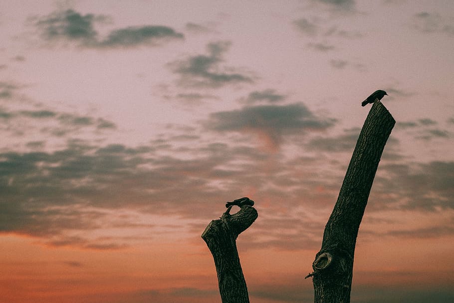 silhouette of two tree branches under golden hour background HD wallpaper
