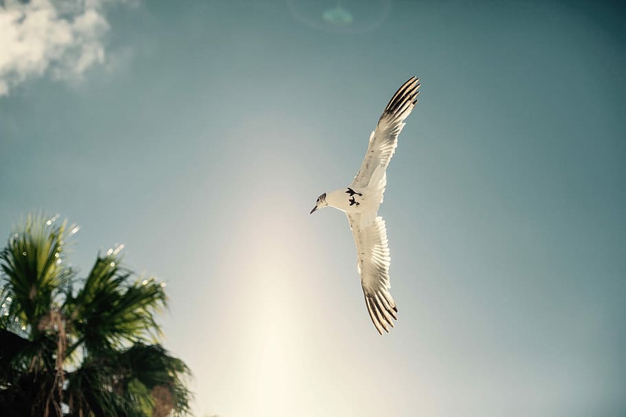 white bird soaring near tree during daytime, white bird flying during daytime HD wallpaper