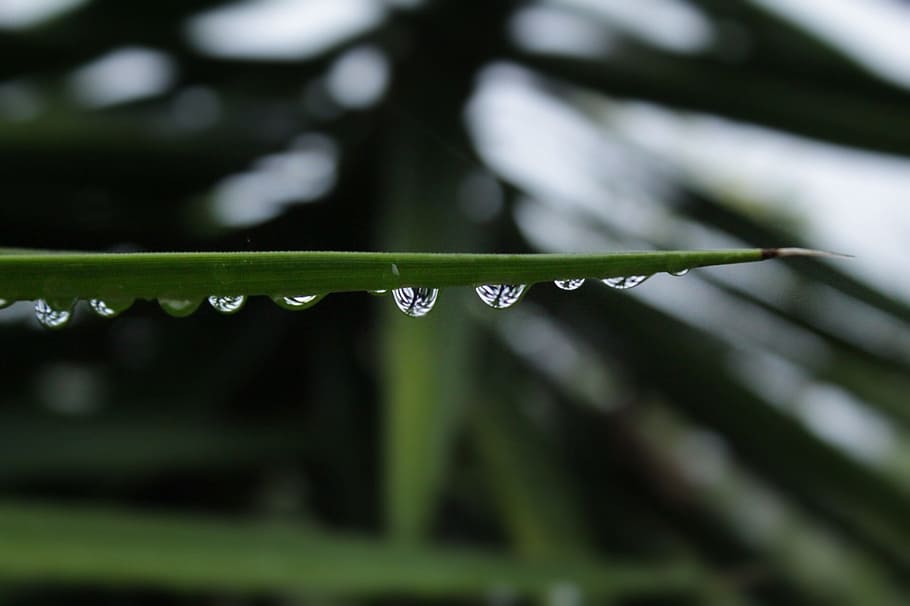 drops, plant, nature, water, wet, green color, close-up, rain HD wallpaper