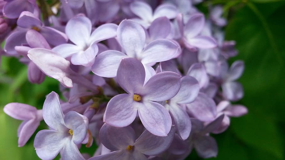 flower, bloom, spring, nature, plant, garden, blooming, blossom HD wallpaper