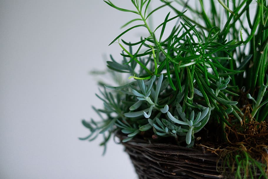 green succulent plant, plants, basket, wicker, decoration, food and drink HD wallpaper