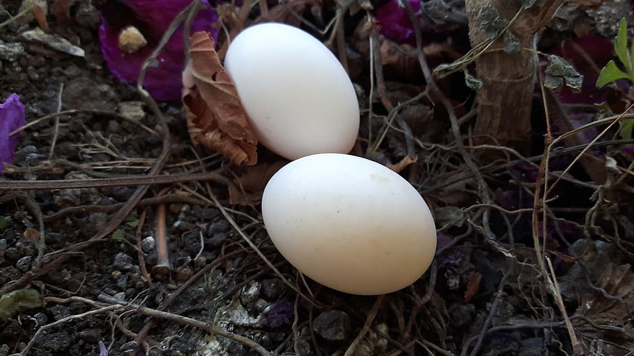 dove, egg, food, food and drink, vulnerability, animal egg HD wallpaper
