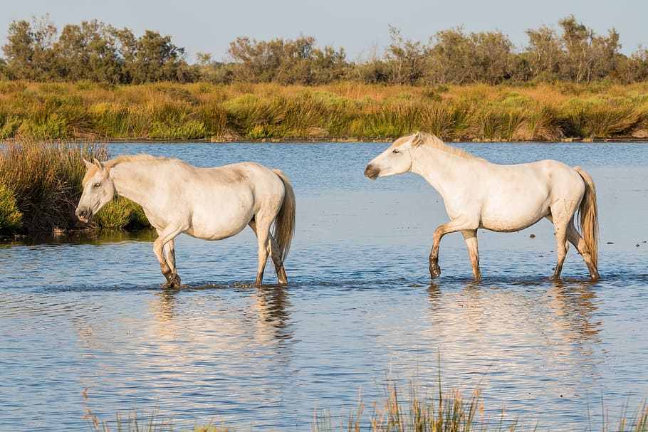 two white horses walking on body of water at daytime, camargue