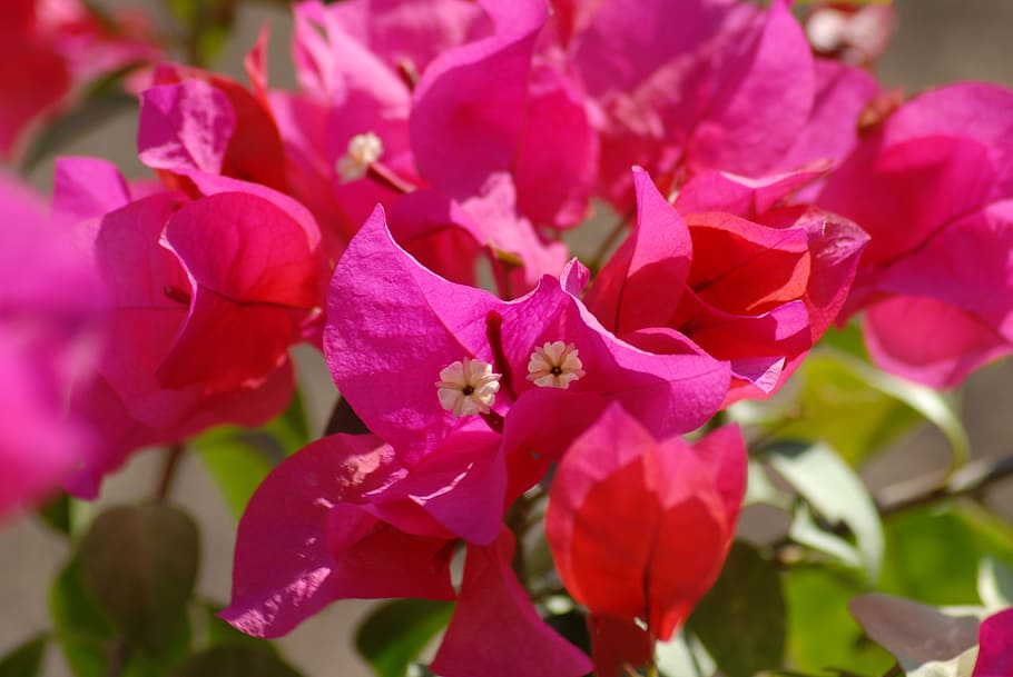 flowers, tree, buganbilia, flowering plant, petal, beauty in nature HD wallpaper