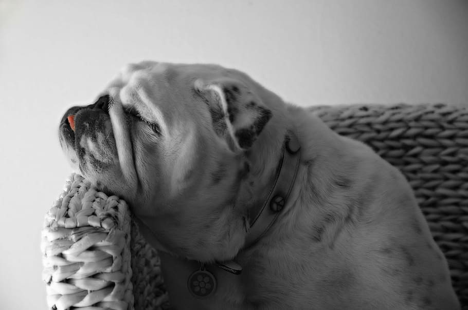 adult English bulldog, pet, canine, cute, portrait, profile, looking, HD wallpaper
