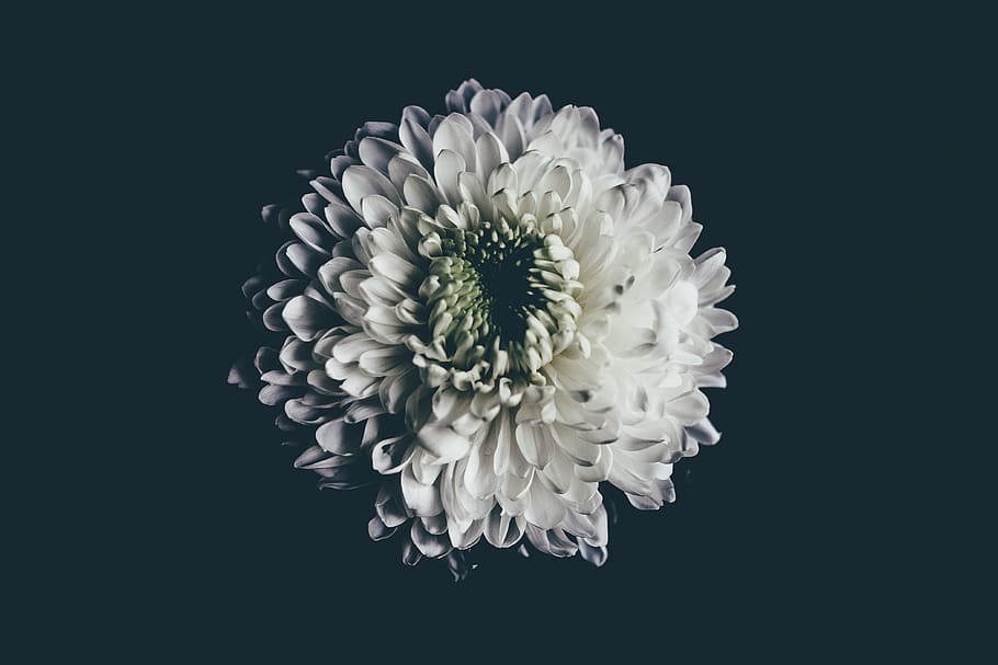 chrysanthemum black and white