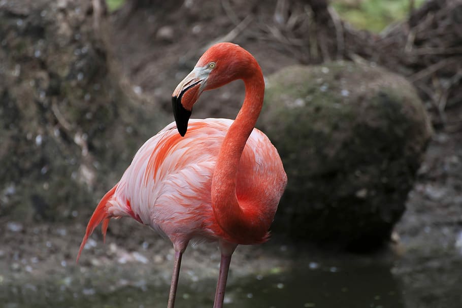 pink flamingo on ground, bird, beak, zoo, animal themes, animals in the wild HD wallpaper