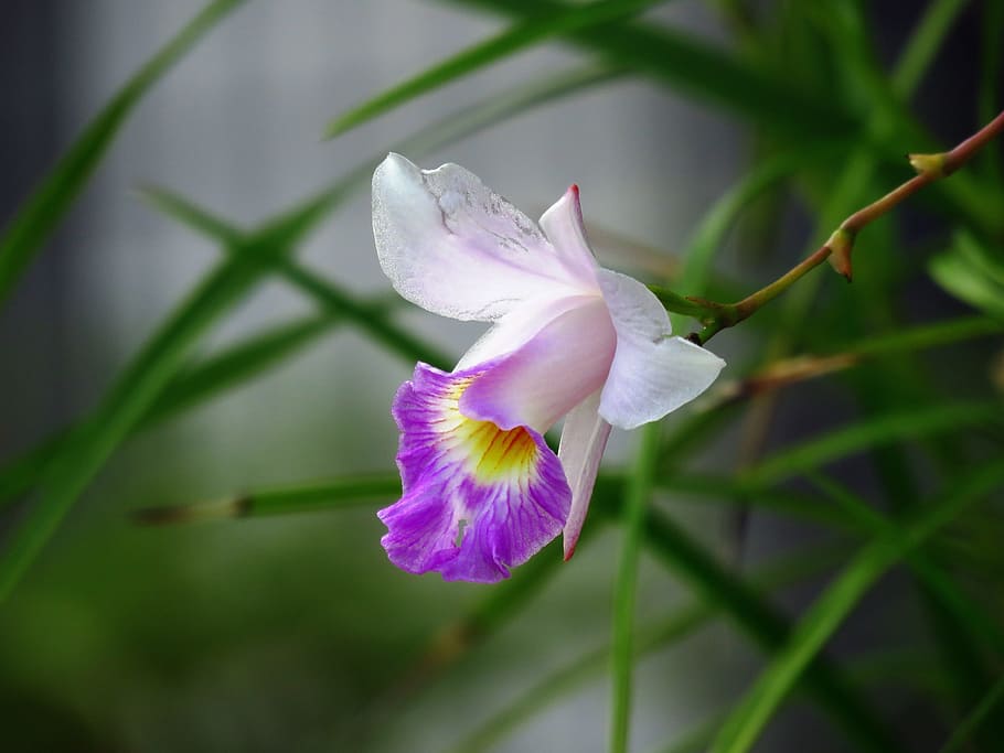 close up photography of purple and white flower, cute, petal HD wallpaper