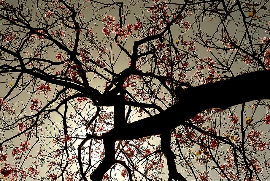 worm's eye view of cherry blossom tree, flower, nature, spring HD wallpaper