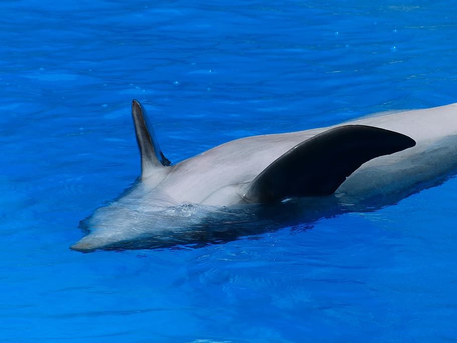 dolphin, animal, backstroke, rest, concerns, meeresbewohner HD wallpaper
