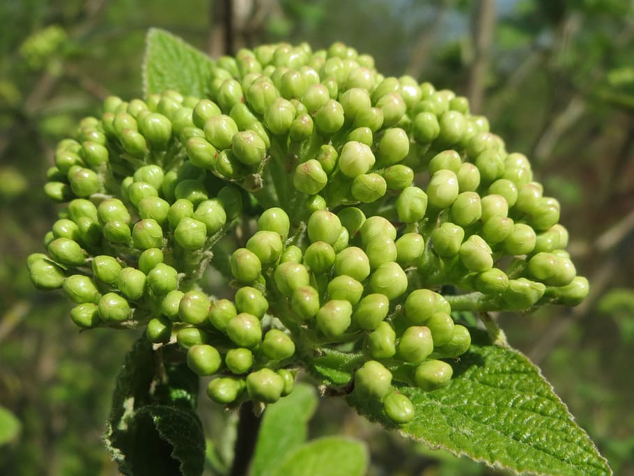 viburnum lantana, wayfarer, wayfaring tree, shrub, flora, botany, HD wallpaper