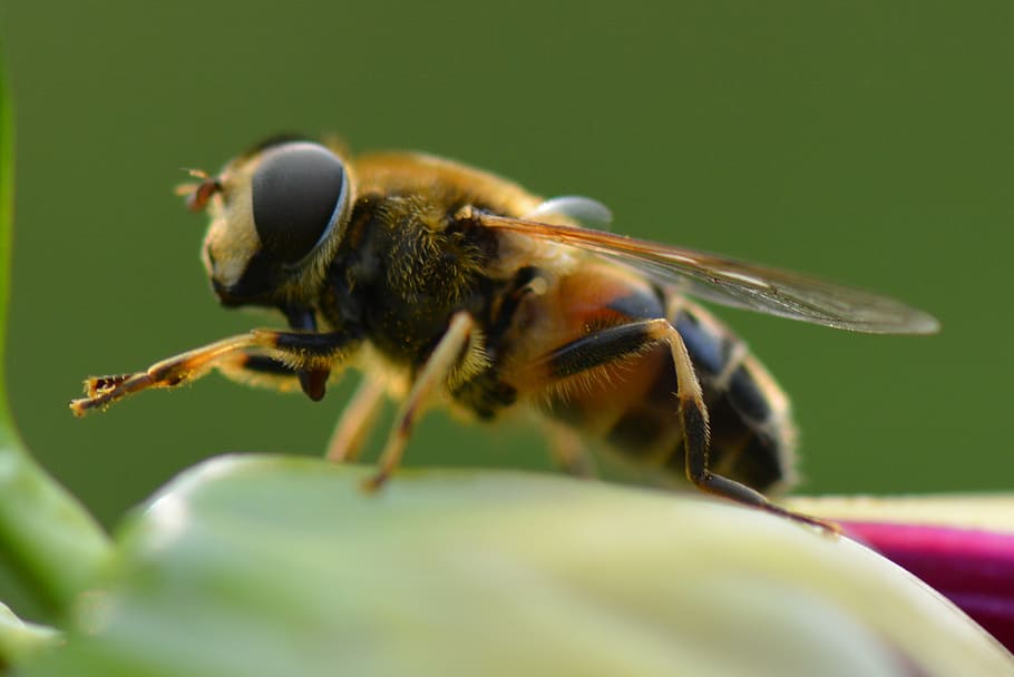 bee, animal, nature, macro, insect, close-up, animal themes HD wallpaper