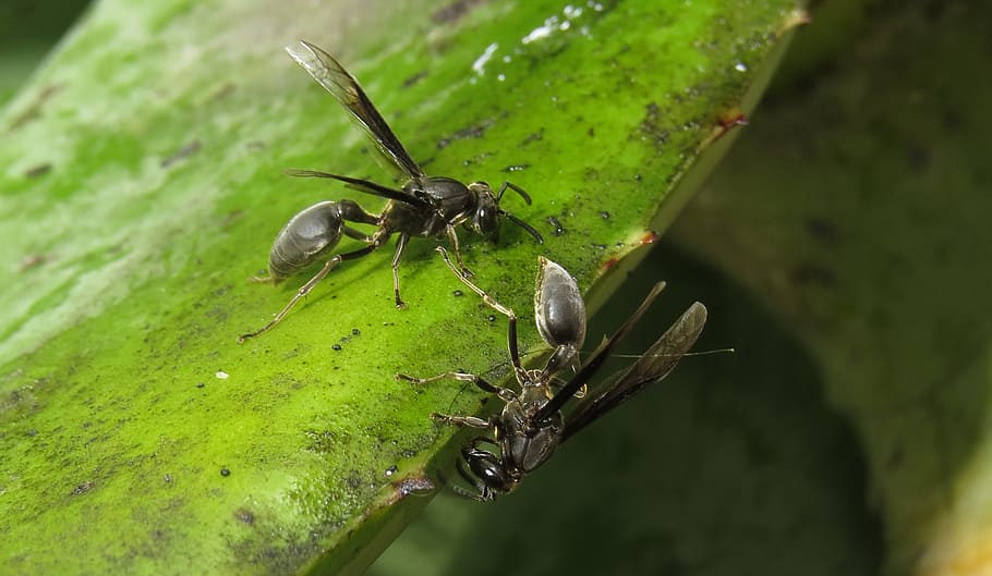 macro, insect, wasp, garden, colombia, invertebrate, animal wildlife HD wallpaper